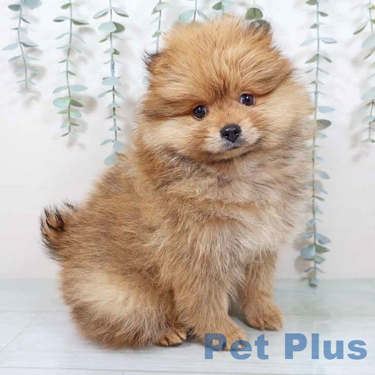 ポメラニアンの写真2