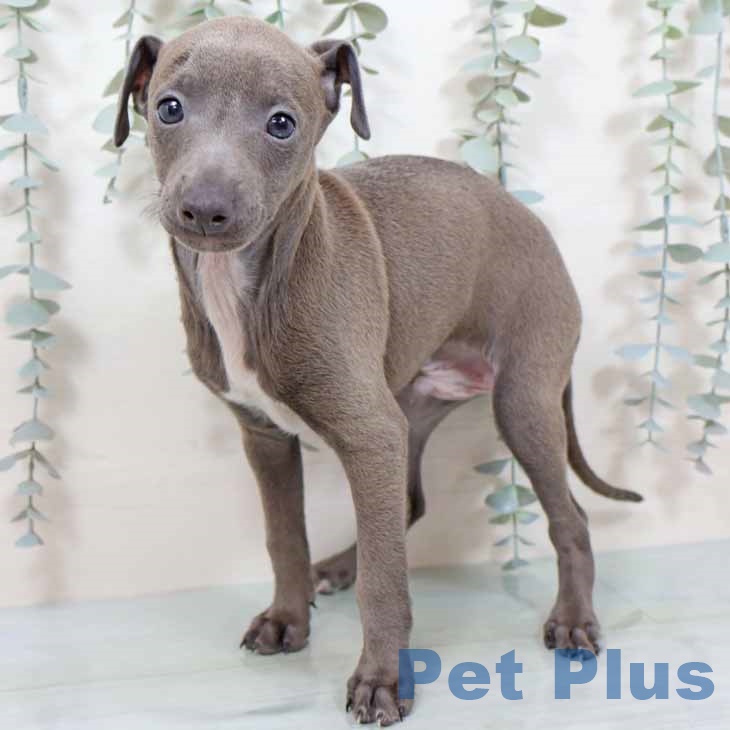 大阪府のイタリアングレーハウンド (ペットプラス イオン大日店/2025年9月10日生まれ/男の子/ブルーホワイト)の子犬の1枚目の画像
