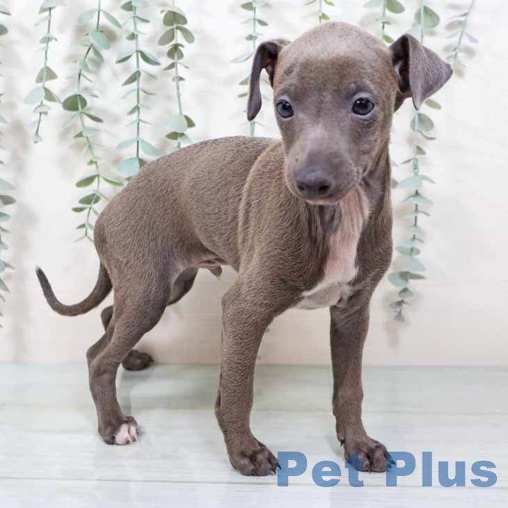 大阪府のイタリアングレーハウンド (ペットプラス イオン大日店/2025年9月10日生まれ/男の子/ブルーホワイト)の子犬の2枚目の画像