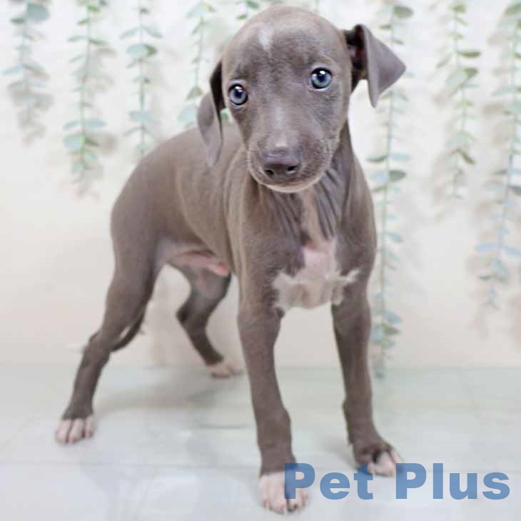 京都府のイタリアングレーハウンド (ペットプラス 京都桂川店/2025年9月10日生まれ/男の子/ブルーホワイト)の子犬の1枚目の画像