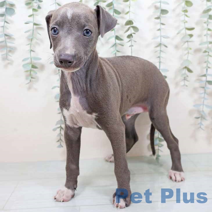 京都府のイタリアングレーハウンド (ペットプラス 京都桂川店/2025年9月10日生まれ/男の子/ブルーホワイト)の子犬の2枚目の画像