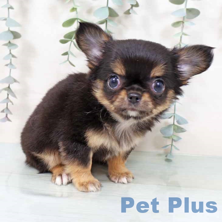 京都府のチワワ(ロング) (ペットプラス 京都桂川店/2025年9月18日生まれ/男の子/ブラックタンホワイト)の子犬の2枚目の画像