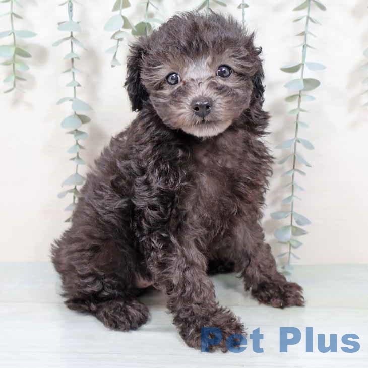 新潟県のトイプードル(トイ) (ペットプラス 新潟南店/2025年9月11日生まれ/女の子/シルバー)の子犬の1枚目の画像