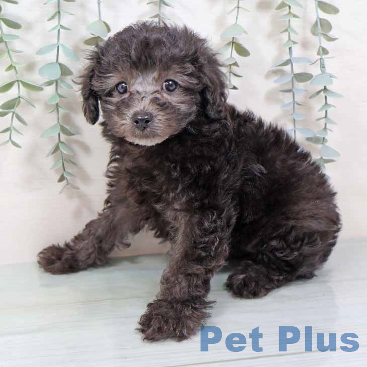 新潟県のトイプードル(トイ) (ペットプラス 新潟南店/2025年9月11日生まれ/女の子/シルバー)の子犬の2枚目の画像