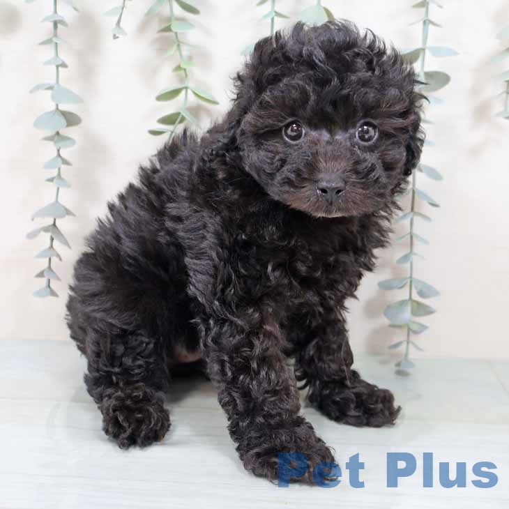 大阪府のトイプードル(トイ) (ペットプラス イオン大日店/2025年9月11日生まれ/女の子/ブラック)の子犬の1枚目の画像