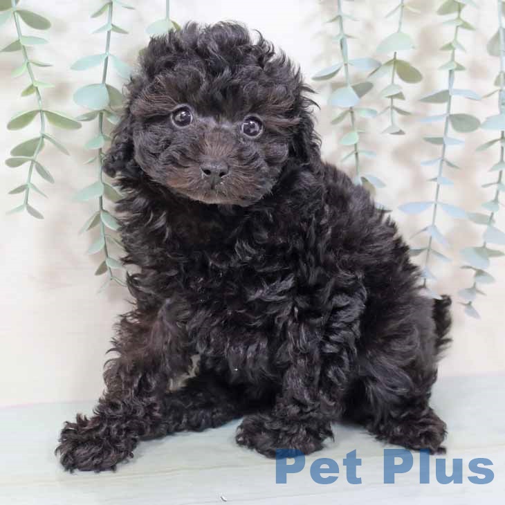 大阪府のトイプードル(トイ) (ペットプラス イオン大日店/2025年9月11日生まれ/女の子/ブラック)の子犬の2枚目の画像
