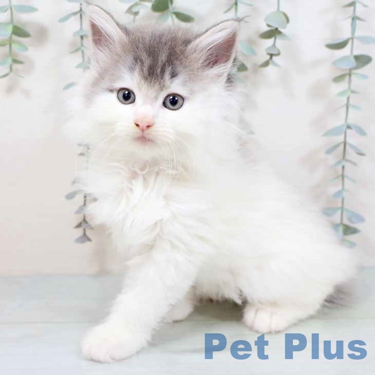 神奈川県のノルウェージャンフォレストキャット (ペットプラス 武蔵小杉店/2025年9月17日生まれ/男の子/ブルータビーホワイト)の子猫の2枚目の画像