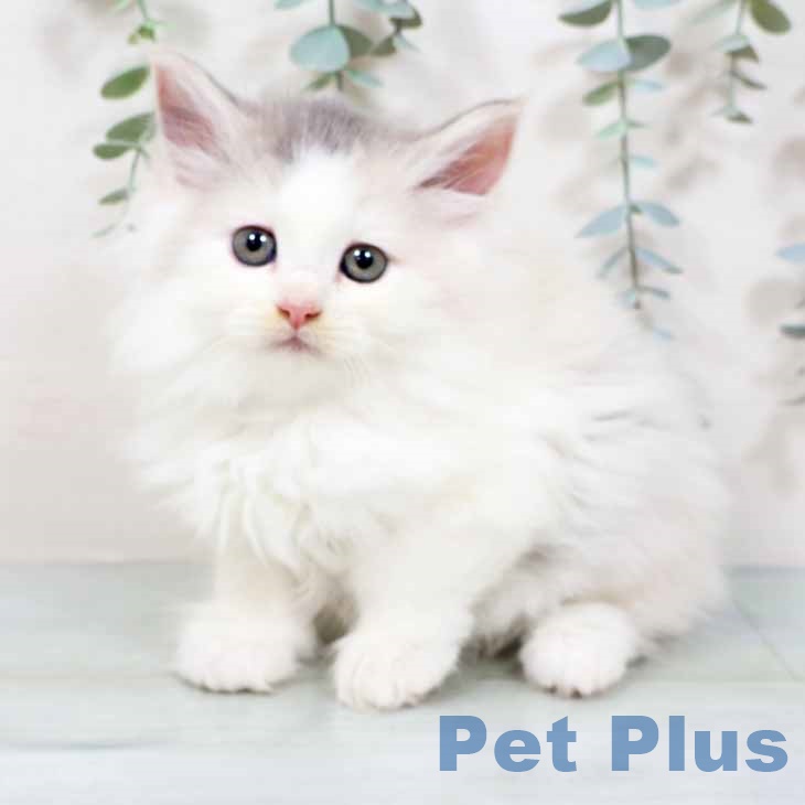兵庫県のノルウェージャンフォレストキャット (ペットプラス 神戸三宮店/2025年9月17日生まれ/女の子/ダイリュートキャリコ)の子猫の1枚目の画像