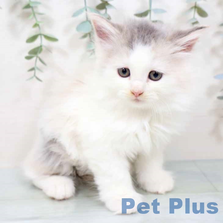 兵庫県のノルウェージャンフォレストキャット (ペットプラス 神戸三宮店/2025年9月17日生まれ/女の子/ダイリュートキャリコ)の子猫の2枚目の画像