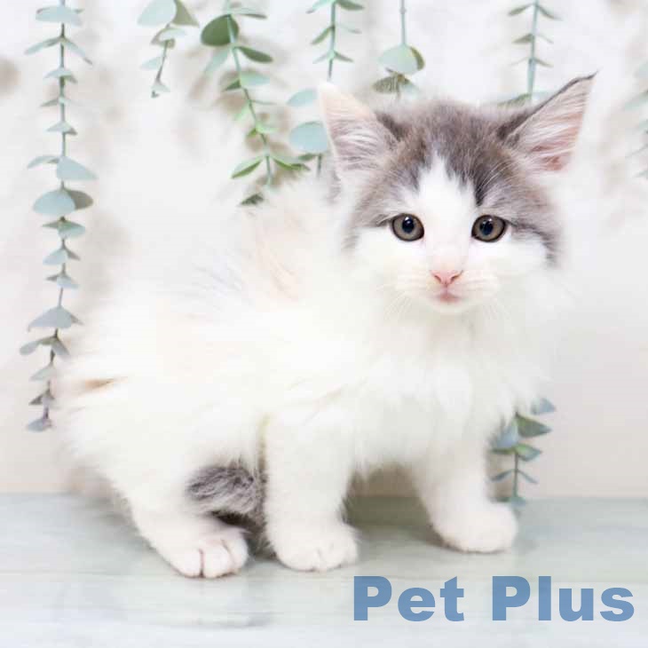 京都府のノルウェージャンフォレストキャット (ペットプラス 京都桂川店/2025年9月17日生まれ/女の子/ダイリュートキャリコ)の子猫の1枚目の画像