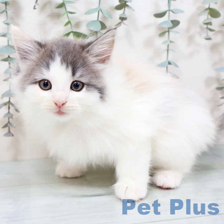 京都府のノルウェージャンフォレストキャット (ペットプラス 京都桂川店/2025年9月17日生まれ/女の子/ダイリュートキャリコ)の子猫の2枚目の画像