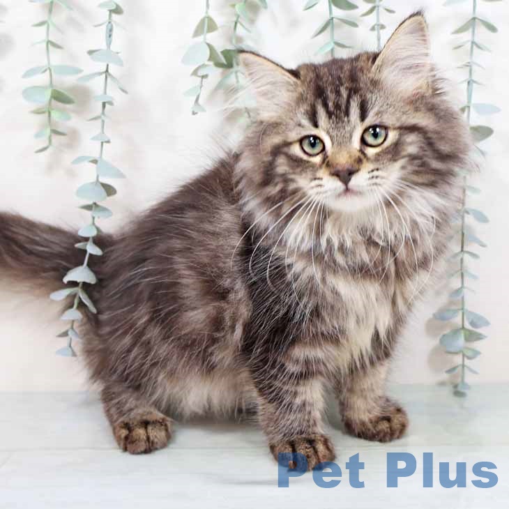 京都府のサイベリアン (ペットプラス 京都桂川店/2025年9月1日生まれ/女の子/ブラウンタビー)の子猫の1枚目の画像