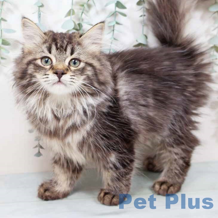 京都府のサイベリアン (ペットプラス 京都桂川店/2025年9月1日生まれ/女の子/ブラウンタビー)の子猫の2枚目の画像