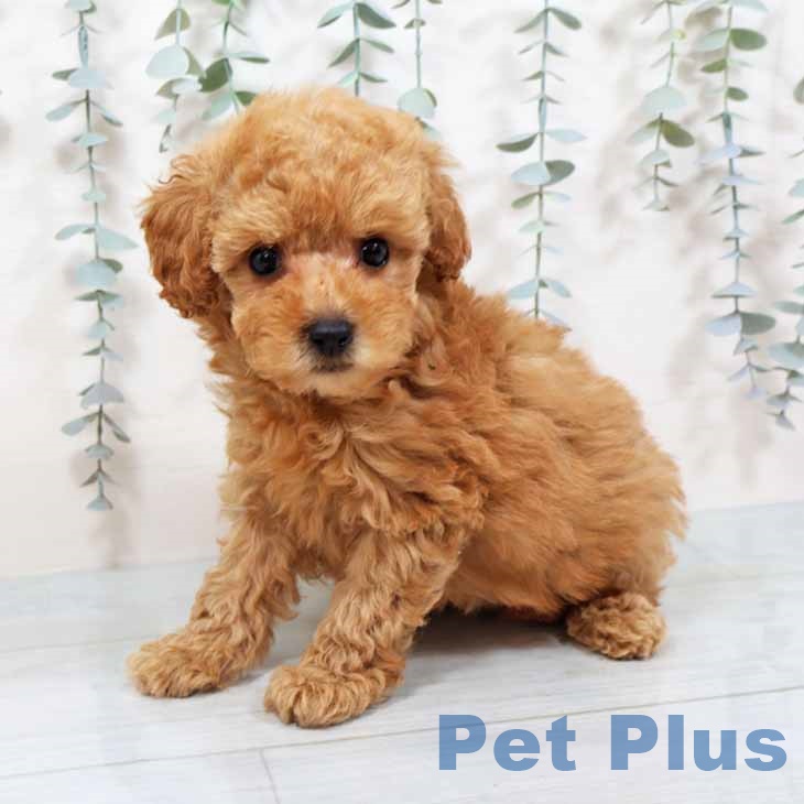 大阪府のトイプードル(トイ) (ペットプラス りんくう泉南店/2025年9月18日生まれ/女の子/オレンジフォーン)の子犬の1枚目の画像
