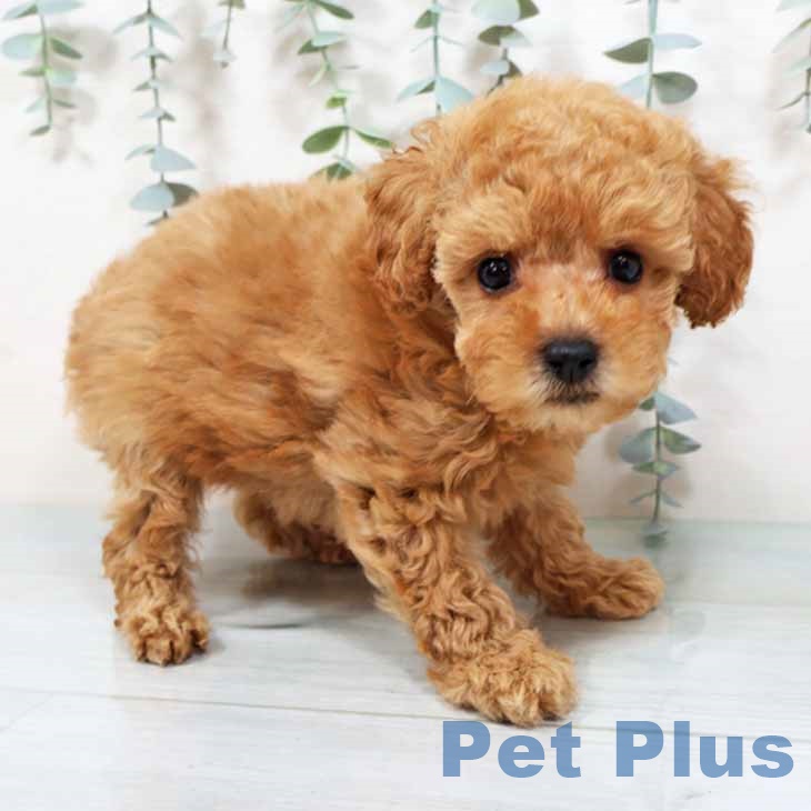 大阪府のトイプードル(トイ) (ペットプラス りんくう泉南店/2025年9月18日生まれ/女の子/オレンジフォーン)の子犬の2枚目の画像