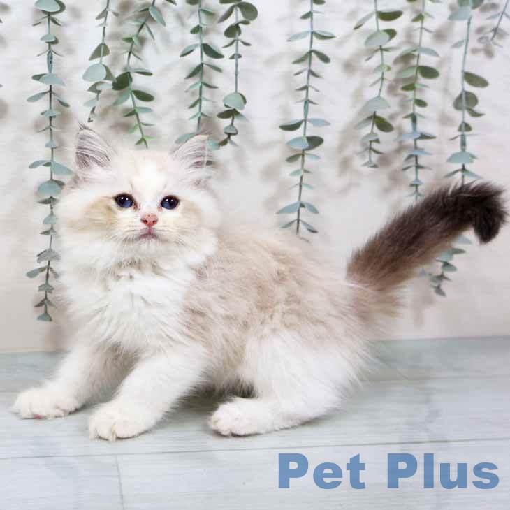 神奈川県のラグドール (ペットプラス 天王町店/2025年9月10日生まれ/男の子/シールリンクスポイントバイカラー)の子猫
