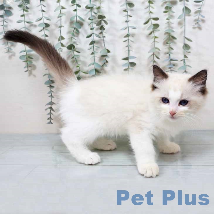 ラグドールの写真2