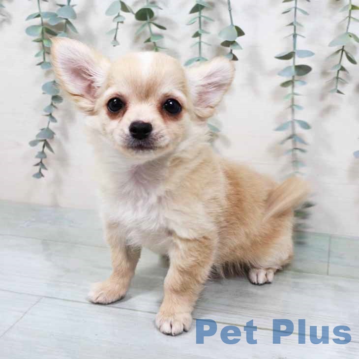 埼玉県のチワワ(ロング) (ペットプラス 浦和美園店/2025年9月15日生まれ/男の子/クリームホワイト)の子犬