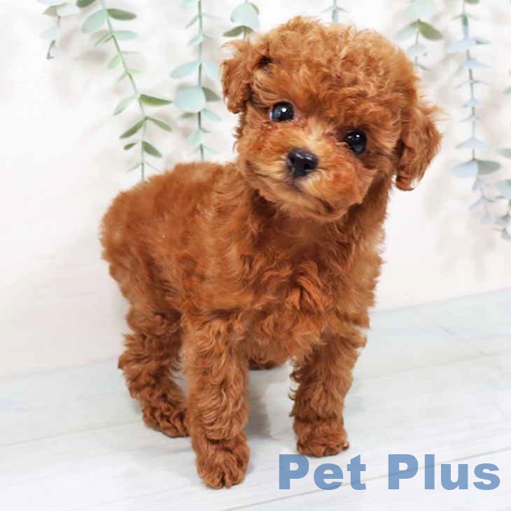 トイ・プードルの写真2