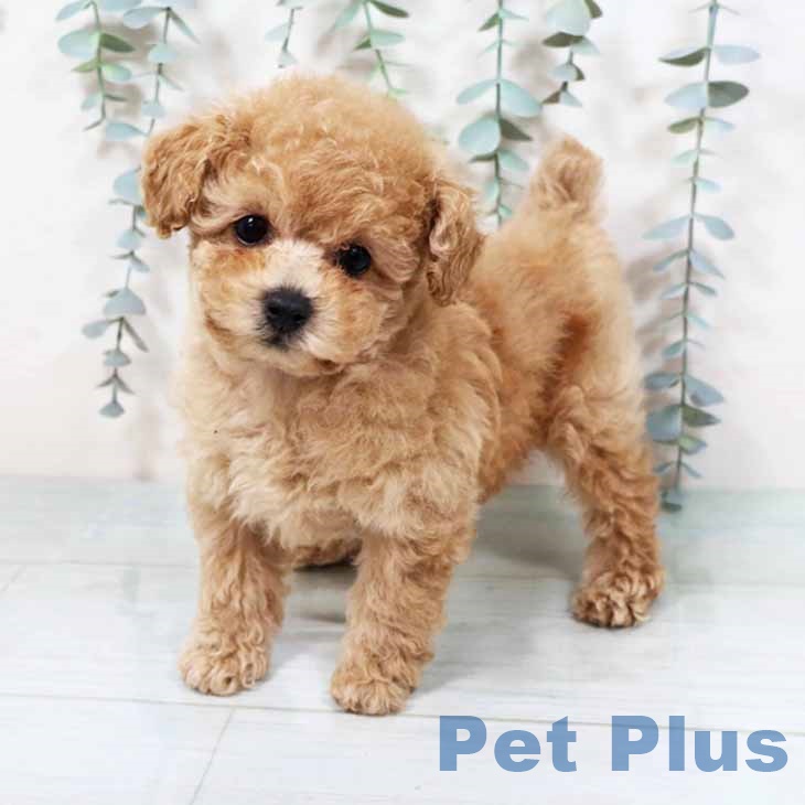 トイ・プードルの写真2