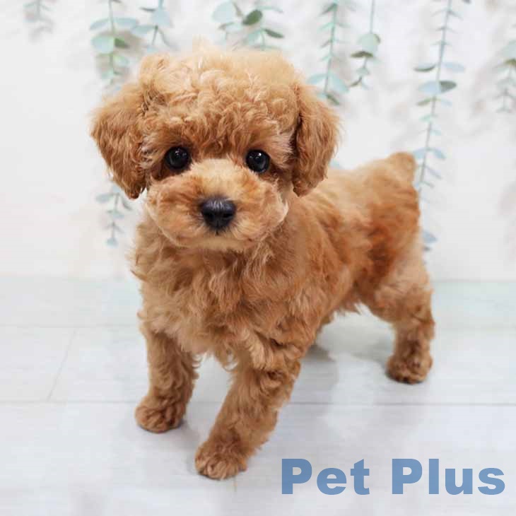 大阪府のトイプードル(トイ) (ペットプラス ららぽーと和泉店/2025年9月19日生まれ/女の子/オレンジフォーン)の子犬の1枚目の画像