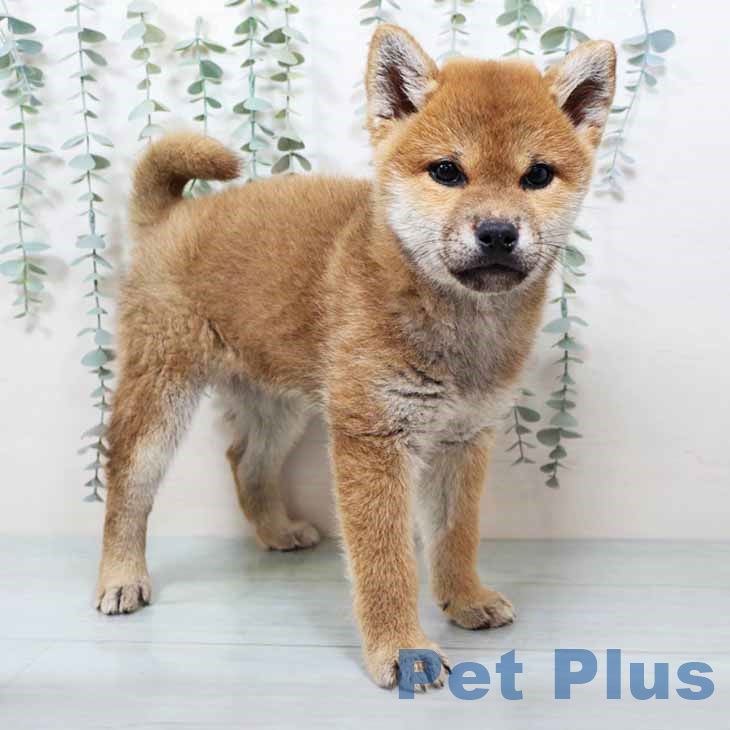 大阪府の柴犬(標準サイズ) (ペットプラス 大阪ドームシティ店/2025年9月8日生まれ/女の子/赤)の子犬の1枚目の画像