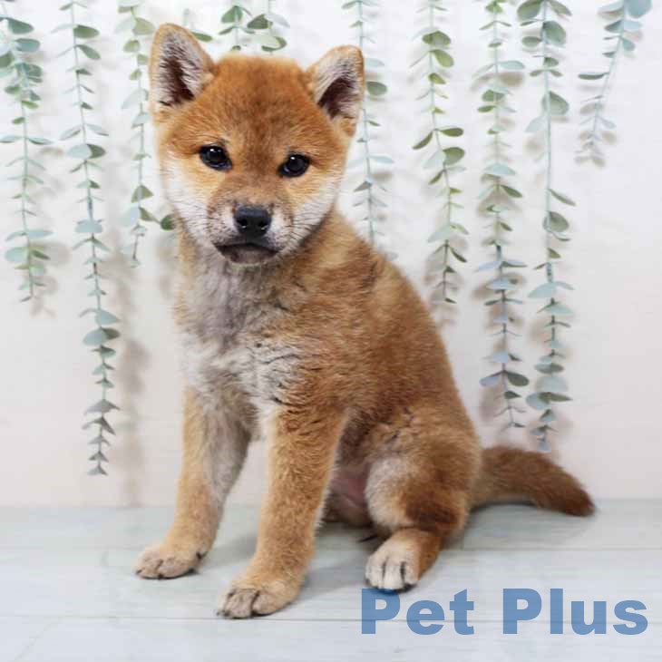 大阪府の柴犬(標準サイズ) (ペットプラス 大阪ドームシティ店/2025年9月8日生まれ/女の子/赤)の子犬の2枚目の画像