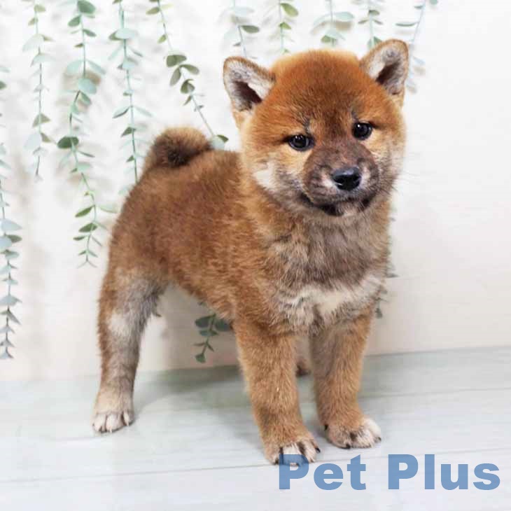 大阪府の柴犬(標準サイズ) (ペットプラス りんくう泉南店/2025年9月19日生まれ/女の子/赤)の子犬の1枚目の画像