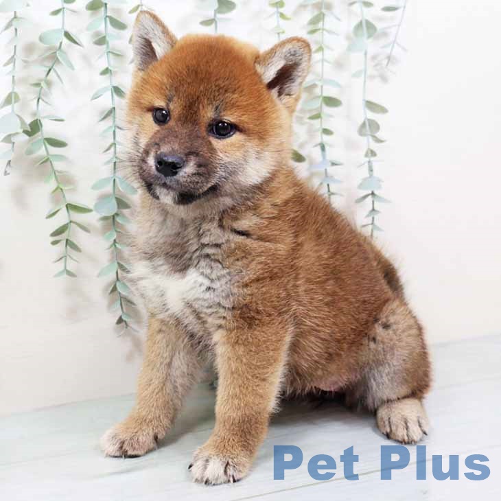 大阪府の柴犬(標準サイズ) (ペットプラス りんくう泉南店/2025年9月19日生まれ/女の子/赤)の子犬の2枚目の画像