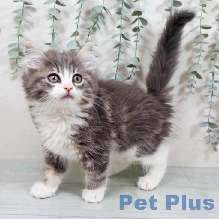 ノルウェージャンフォレストキャット