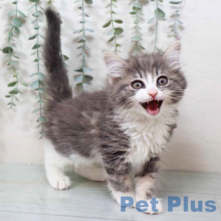 ノルウェージャンフォレストキャットの写真2