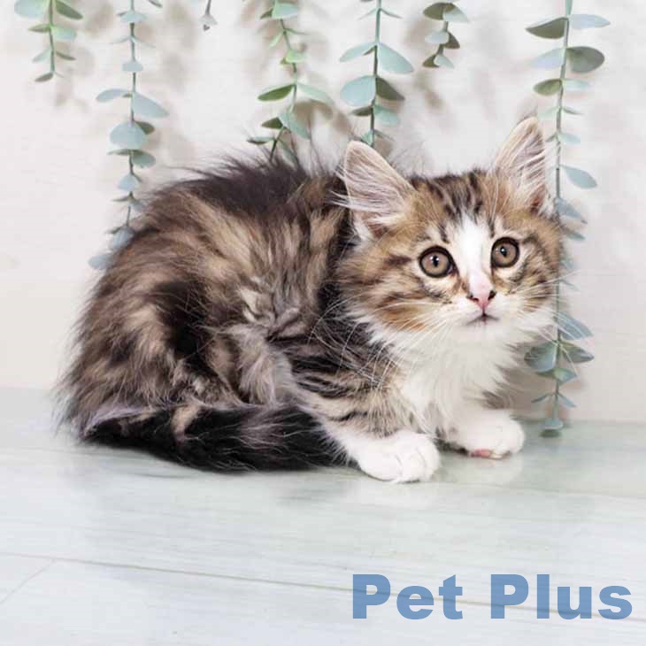 東京都のノルウェージャンフォレストキャット (ペットプラス 立川高島屋S.C.店/2025年9月15日生まれ/男の子/ブラウンクラシックタビーホワイト)の子猫の1枚目の画像