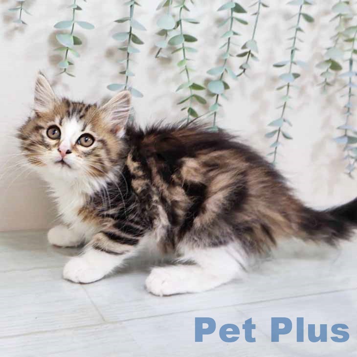 東京都のノルウェージャンフォレストキャット (ペットプラス 立川高島屋S.C.店/2025年9月15日生まれ/男の子/ブラウンクラシックタビーホワイト)の子猫の2枚目の画像