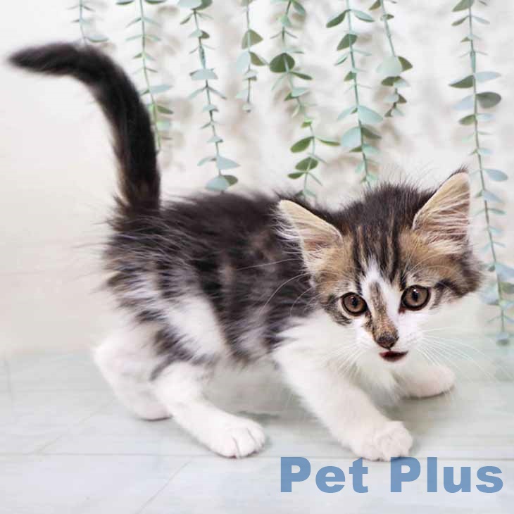 ノルウェージャンフォレストキャット