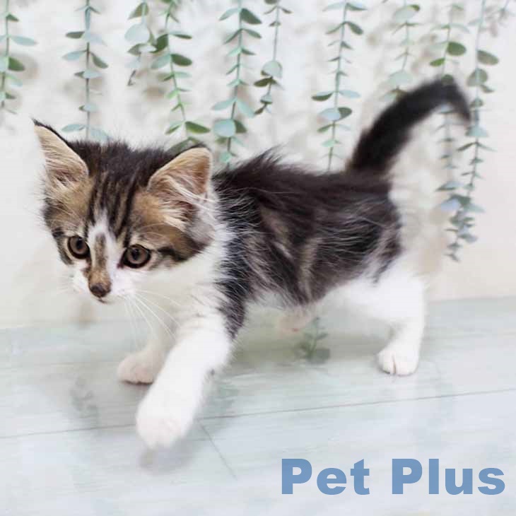 ノルウェージャンフォレストキャット