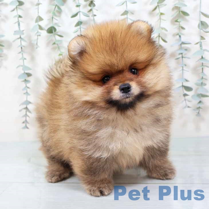ポメラニアンの写真2