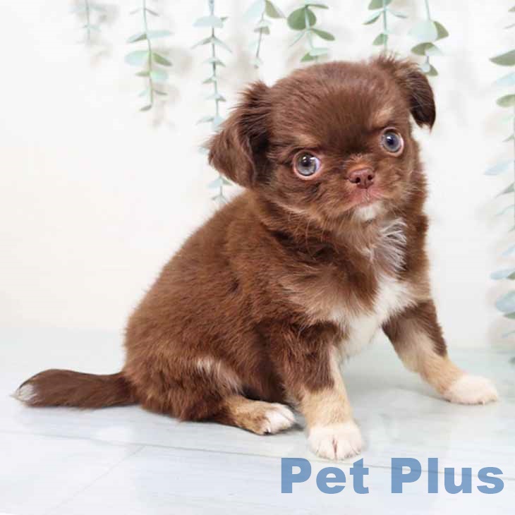 埼玉県のチワワ(ロング) (ペットプラス 浦和美園店/2025年9月17日生まれ/男の子/チョコレートタン)の子犬