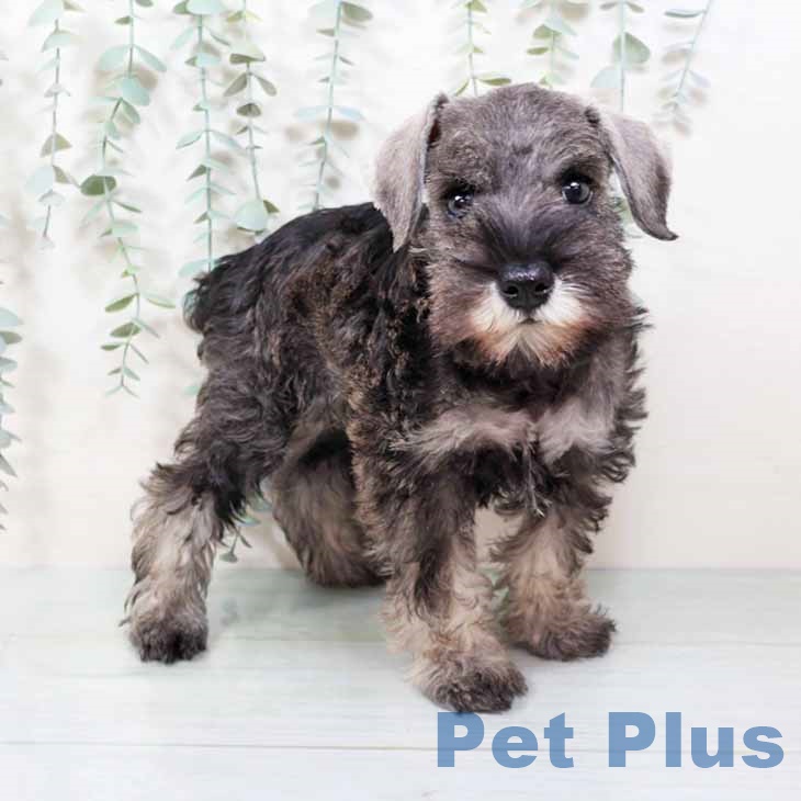 ミニチュア・シュナウザー