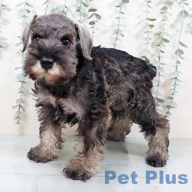 ミニチュア・シュナウザーの写真2