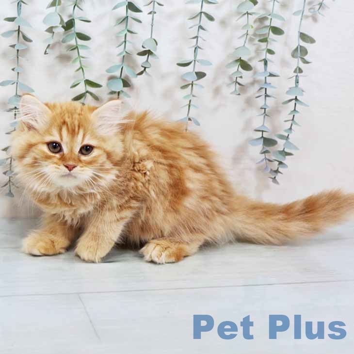 東京都のラガマフィン (ペットプラス 立川高島屋S.C.店/2025年9月17日生まれ/男の子/レッドタビー)の子猫の1枚目の画像