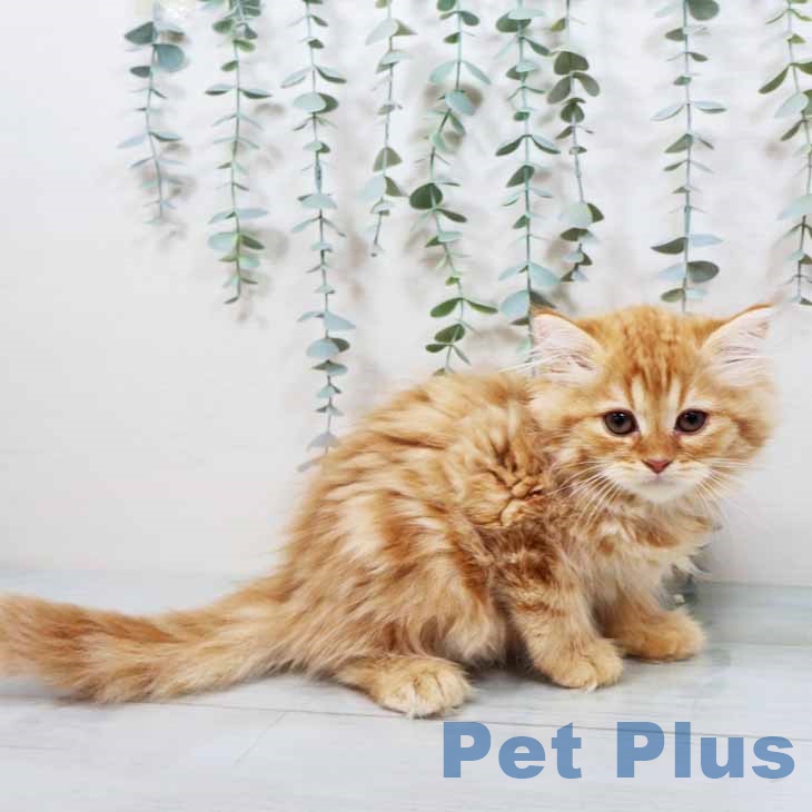 東京都のラガマフィン (ペットプラス 立川高島屋S.C.店/2025年9月17日生まれ/男の子/レッドタビー)の子猫の2枚目の画像