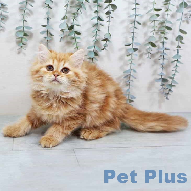 ラガマフィンの写真2