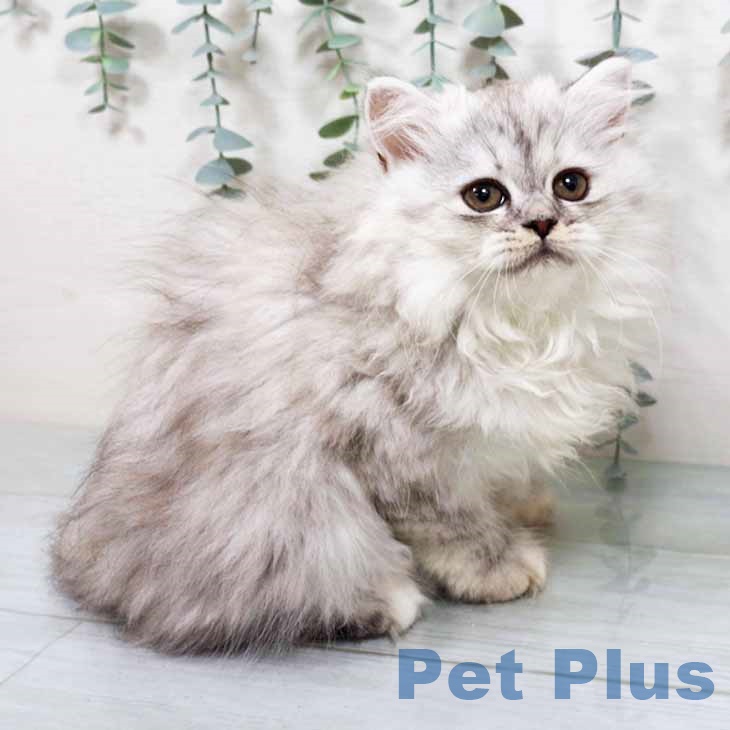 千葉県のラガマフィン (ペットプラス 幕張新都心店/2025年9月17日生まれ/女の子/シルバータビーホワイト)の子猫の1枚目の画像
