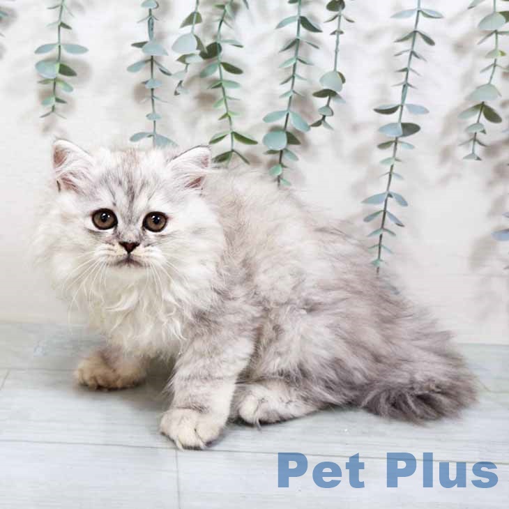 千葉県のラガマフィン (ペットプラス 幕張新都心店/2025年9月17日生まれ/女の子/シルバータビーホワイト)の子猫の2枚目の画像