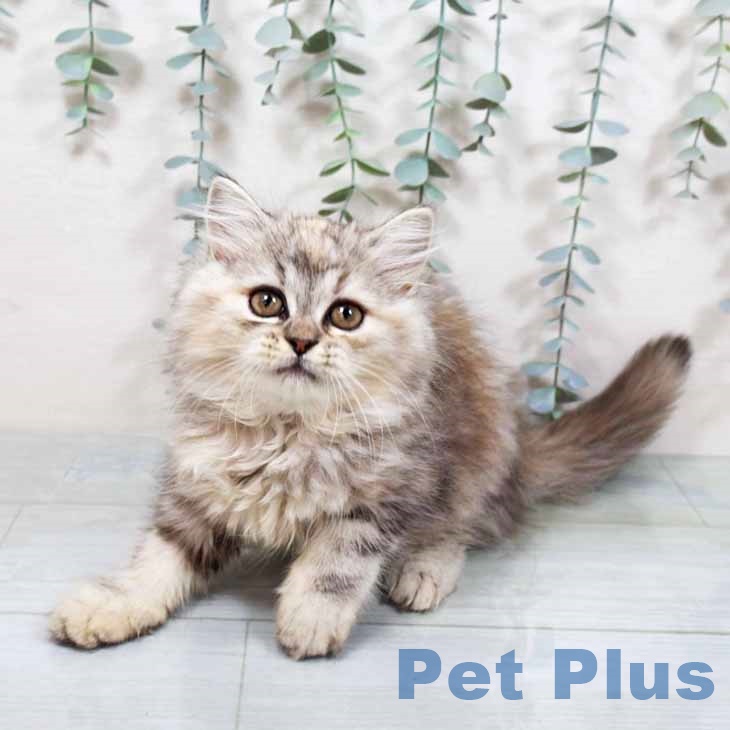 埼玉県のラガマフィン (ペッツワン 新座店/2025年9月17日生まれ/女の子/シルバーパッチドタビーホワイト)の子猫の1枚目の画像