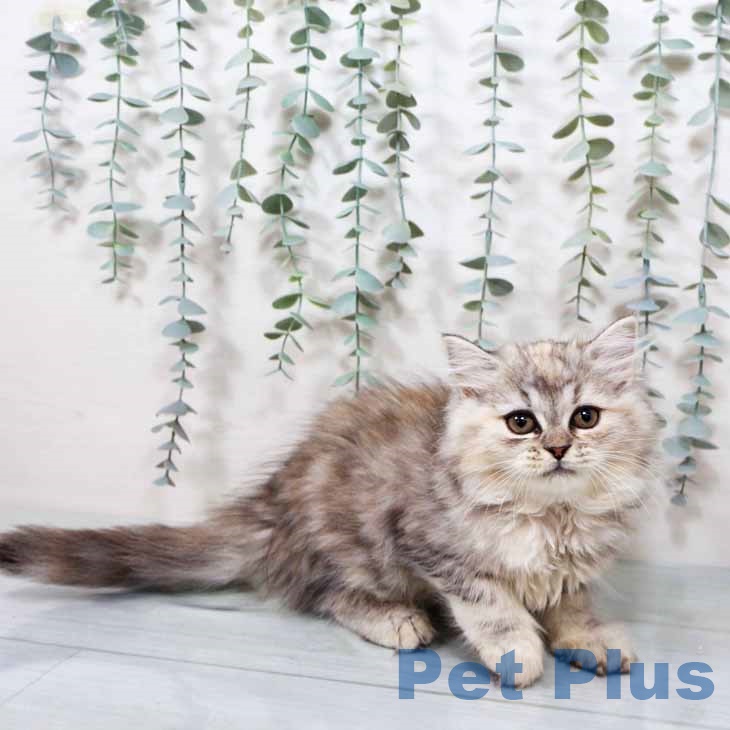 埼玉県のラガマフィン (ペッツワン 新座店/2025年9月17日生まれ/女の子/シルバーパッチドタビーホワイト)の子猫の2枚目の画像