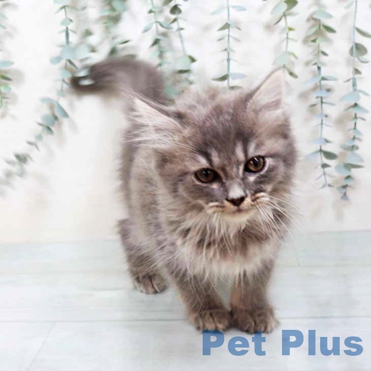 ラガマフィンの写真2