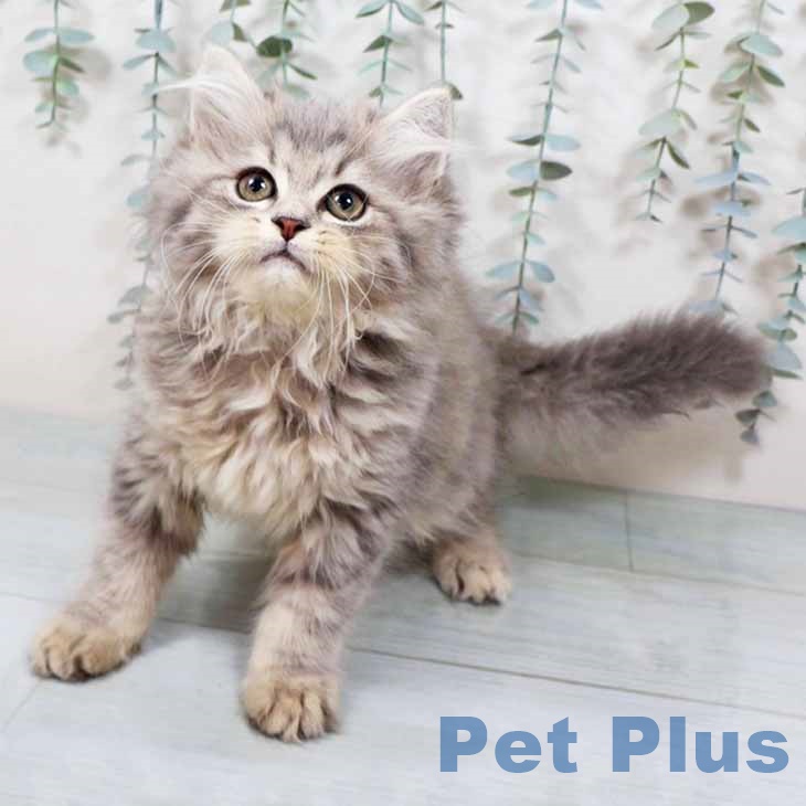 大阪府のラガマフィン (ペットプラス イオン大日店/2025年9月14日生まれ/男の子/ブルータビー)の子猫の1枚目の画像