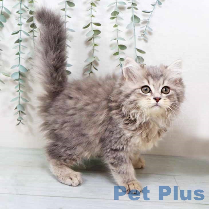 大阪府のラガマフィン (ペットプラス イオン大日店/2025年9月14日生まれ/男の子/ブルータビー)の子猫の2枚目の画像