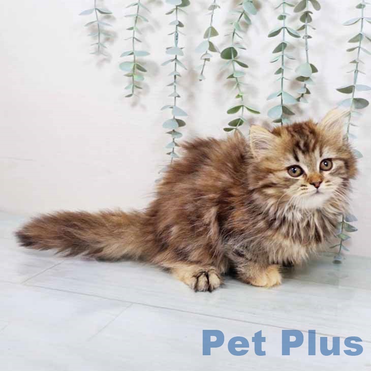 大阪府のラガマフィン (ペットプラス イオン大日店/2025年9月14日生まれ/女の子/ブラウンパッチドタビーホワイト)の子猫の1枚目の画像